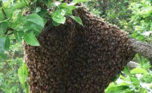 Reportes de enjambres de abejas se incrementan en el sur de Tamaulipas