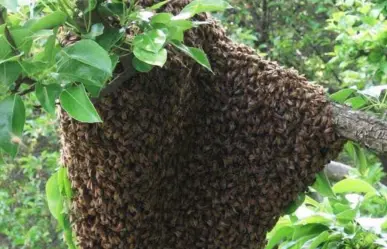 Reportes de enjambres de abejas se incrementan en el sur de Tamaulipas