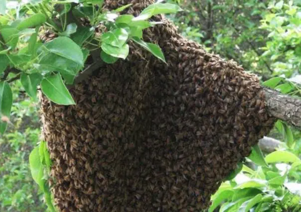 Reportes de enjambres de abejas se incrementan en el sur de Tamaulipas