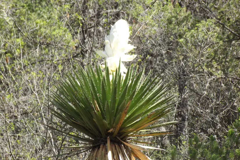 La flor de Chocha se da en plantas del género Yucca, comúnmente conocida en la región como Pita. Foto: Carlos García