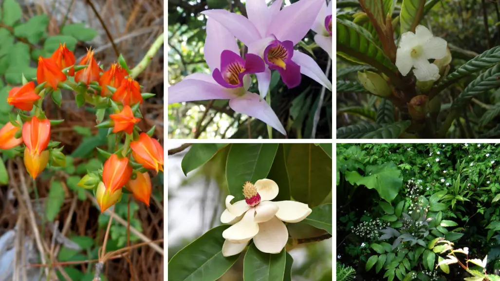5 flores nativas de Tamaulipas en peligro de extinción