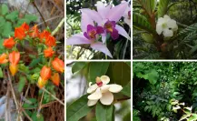 5 flores nativas de Tamaulipas en peligro de extinción