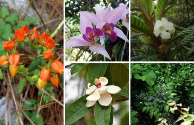 5 flores nativas de Tamaulipas en peligro de extinción