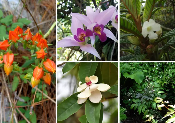 5 flores nativas de Tamaulipas en peligro de extinción