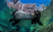 El lobo marino de California inicia la temporada de reproducción en La Paz