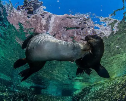 El lobo marino de California inicia la temporada de reproducción en La Paz