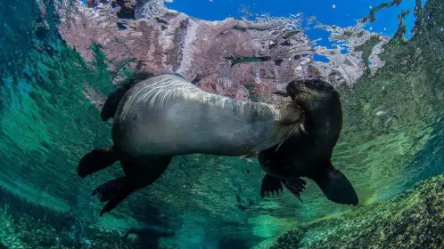 El lobo marino de California inicia la temporada de reproducción en La Paz