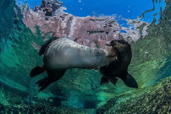 El lobo marino de California inicia la temporada de reproducción en La Paz