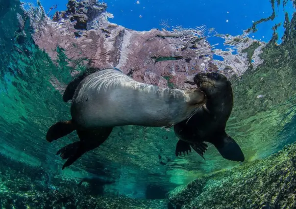 El lobo marino de California inicia la temporada de reproducción en La Paz