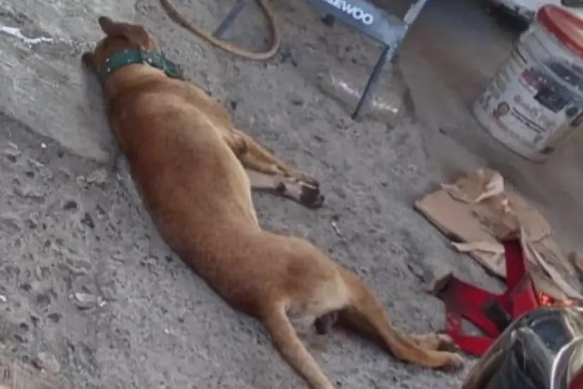 Un perro murió tras un ataque de un enjambre de abejas. Foto: Axel Hassel