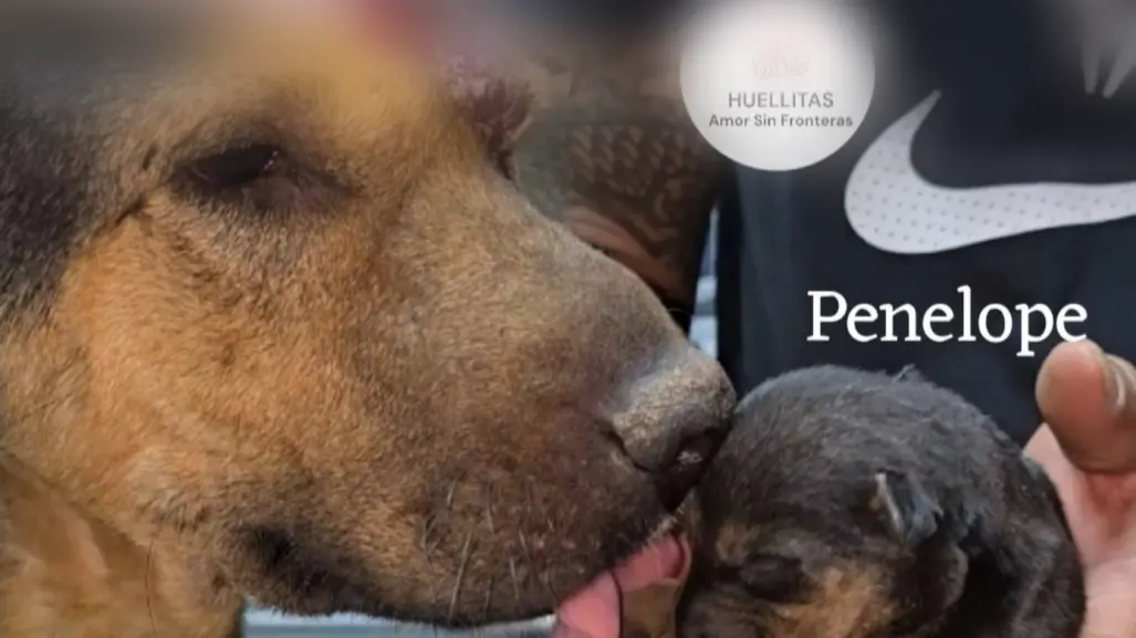 Tultitlán: atacan con machetazos a perrita con sus crías y solo sobrevive un cachorro
