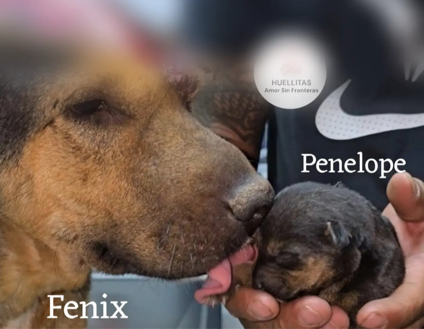 El brutal ataque ocurrió en un hoyo donde la perrita se refugiaba con sus crías. Imagen: Fundación Huellitas.