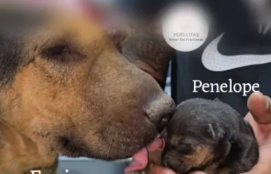 Tultitlán: atacan con machetazos a perrita con sus crías y solo sobrevive un cachorro