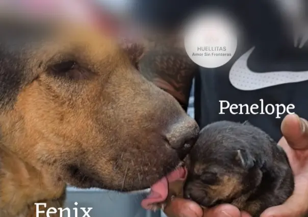 Tultitlán: atacan con machetazos a perrita con sus crías y solo sobrevive un cachorro