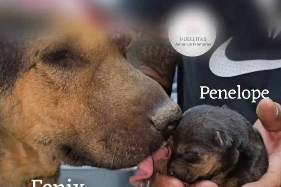 Tultitlán: atacan con machetazos a perrita con sus crías y solo sobrevive un cachorro