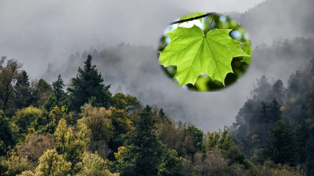 ¿Conoces el hojasén? Esta planta nativa de Durango es medicinal y la identificas así