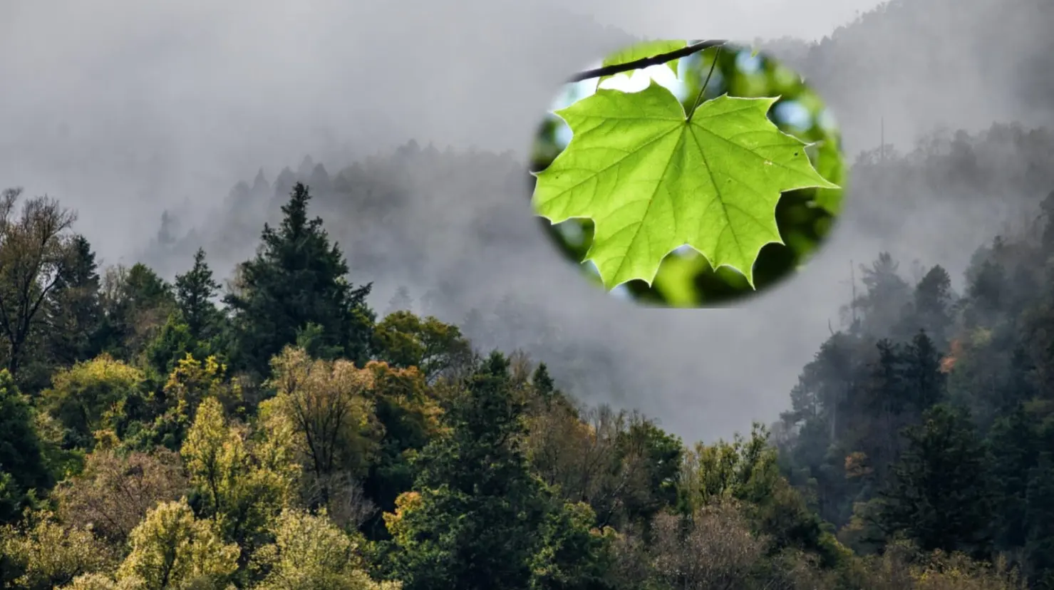 Foto: Pixabay | Esta planta es nativa de Durango y conocida como la hojasén, este es el modo de identificarla.