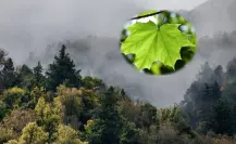 ¿Conoces el hojasén? Esta planta nativa de Durango es medicinal y la identificas así