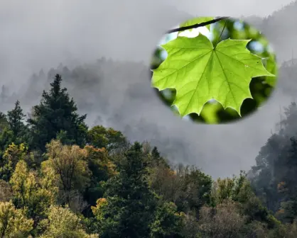 ¿Conoces el hojasén? Esta planta nativa de Durango es medicinal y la identificas así