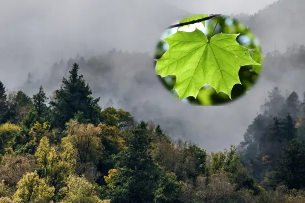 ¿Conoces el hojasén? Esta planta nativa de Durango es medicinal y la identificas así