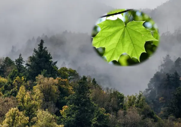 ¿Conoces el hojasén? Esta planta nativa de Durango es medicinal y la identificas así