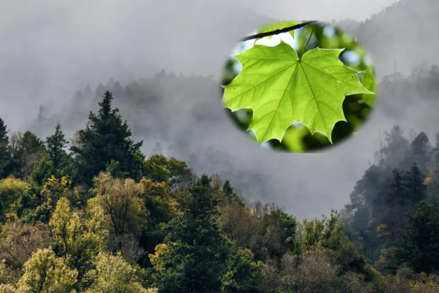¿Conoces el hojasén? Esta planta nativa de Durango es medicinal y la identificas así