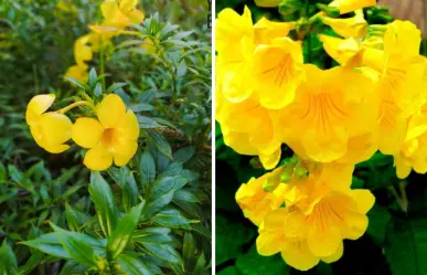 El árbol nativo de BCS con flores amarillas que reventabas de niño sin saber qué eran