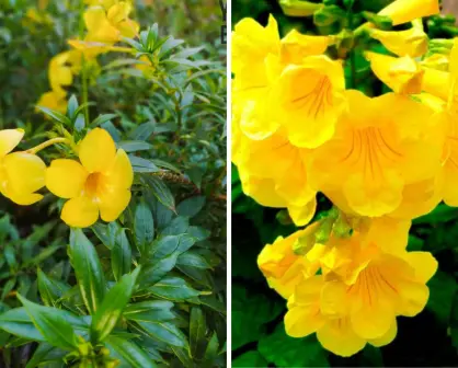 El árbol nativo de BCS con flores amarillas que reventabas de niño sin saber qué eran