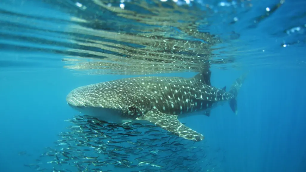 El 50% de los tiburones ballena en La Paz tienen heridas recientes, según los investigadores