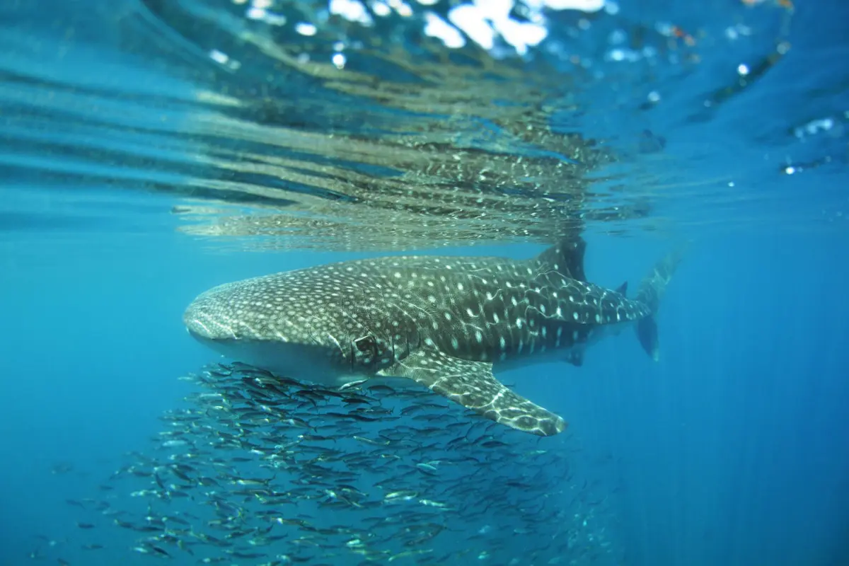 Foto: Tiburon Ballena de La Paz / X