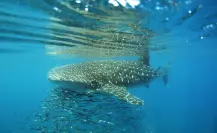 El 50% de los tiburones ballena en La Paz tienen heridas recientes, según los investigadores