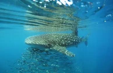 El 50% de los tiburones ballena en La Paz tienen heridas recientes, según los investigadores