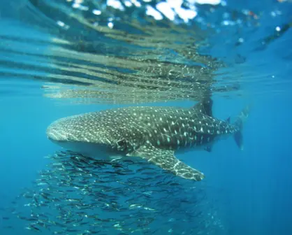 El 50% de los tiburones ballena en La Paz tienen heridas recientes, según los investigadores
