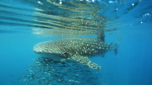El 50% de los tiburones ballena en La Paz tienen heridas recientes, según los investigadores