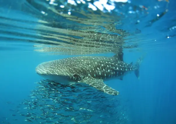 El 50% de los tiburones ballena en La Paz tienen heridas recientes, según los investigadores