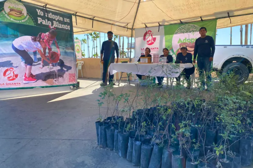 Productores regalan árboles de Palo Blanco y Mézquite para ayudar a la reforestación del estado. Foto: Productores Sustentables Sierra La Giganta