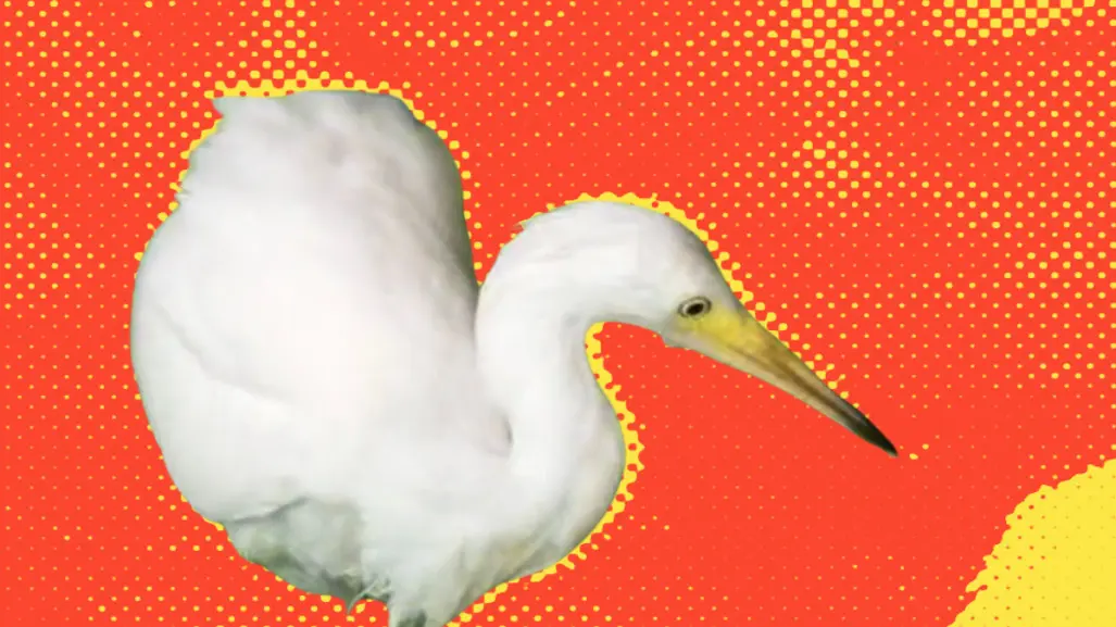 Rescatan a garzas y las liberan en el Parque El Capitán en San Pedro