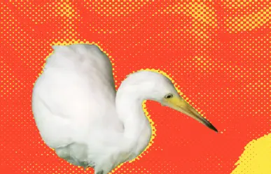 Rescatan a garzas y las liberan en el Parque El Capitán en San Pedro