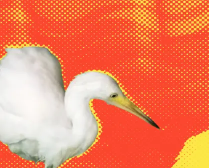 Rescatan a garzas y las liberan en el Parque El Capitán en San Pedro