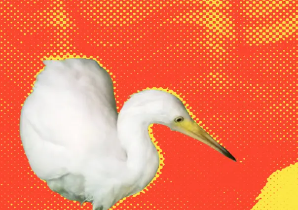 Rescatan a garzas y las liberan en el Parque El Capitán en San Pedro