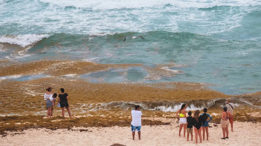 ¿De dónde viene el sargazo que invade Playa del Carmen, en Quintana Roo?