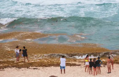 ¿De dónde viene el sargazo que invade Playa del Carmen, en Quintana Roo?
