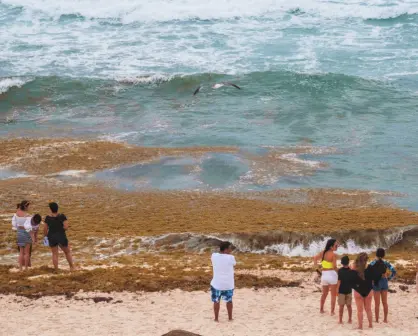 ¿De dónde viene el sargazo que invade Playa del Carmen, en Quintana Roo?