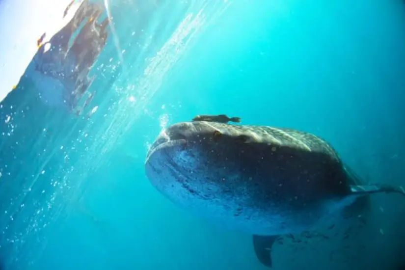 Foto: Tiburon Ballena de La Paz / X