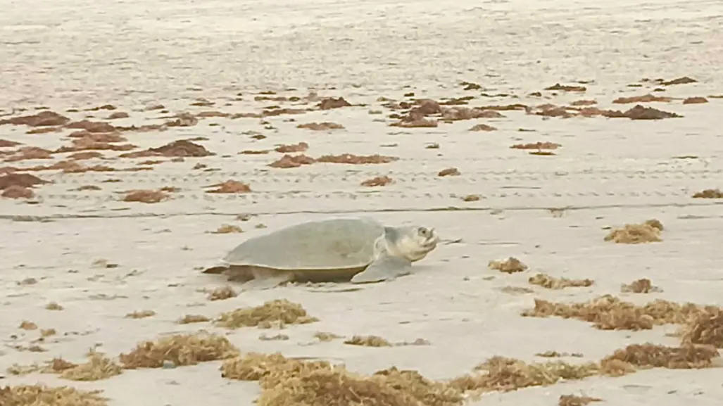 Más de 700 tortugas Lora encuentran refugio en playa Miramar durante la temporada de anidación