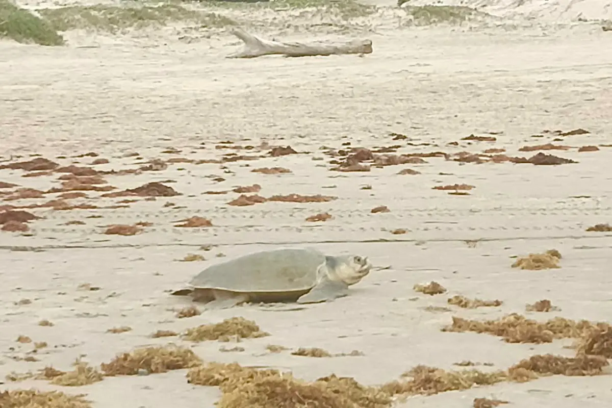 La tortuga Lora es una especie endémica de Tamaulipas y sus playas su principal destino de anidación. Foto: Axel Hassel