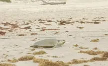 Más de 700 tortugas Lora encuentran refugio en playa Miramar durante la temporada de anidación