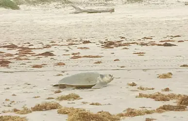 Más de 700 tortugas Lora encuentran refugio en playa Miramar durante la temporada de anidación