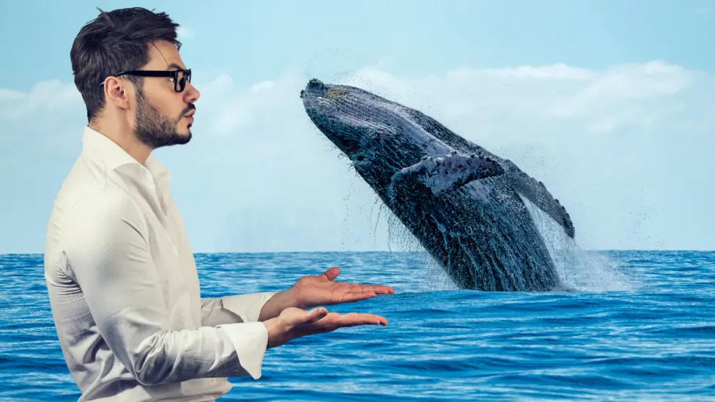 Por esta razón no llegan ballenas a las costas de Yucatán