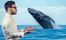 Por esta razón no llegan ballenas a las costas de Yucatán